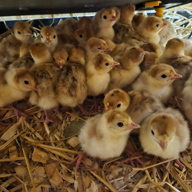 6 Bourbon Red Turkey Hatching Eggs