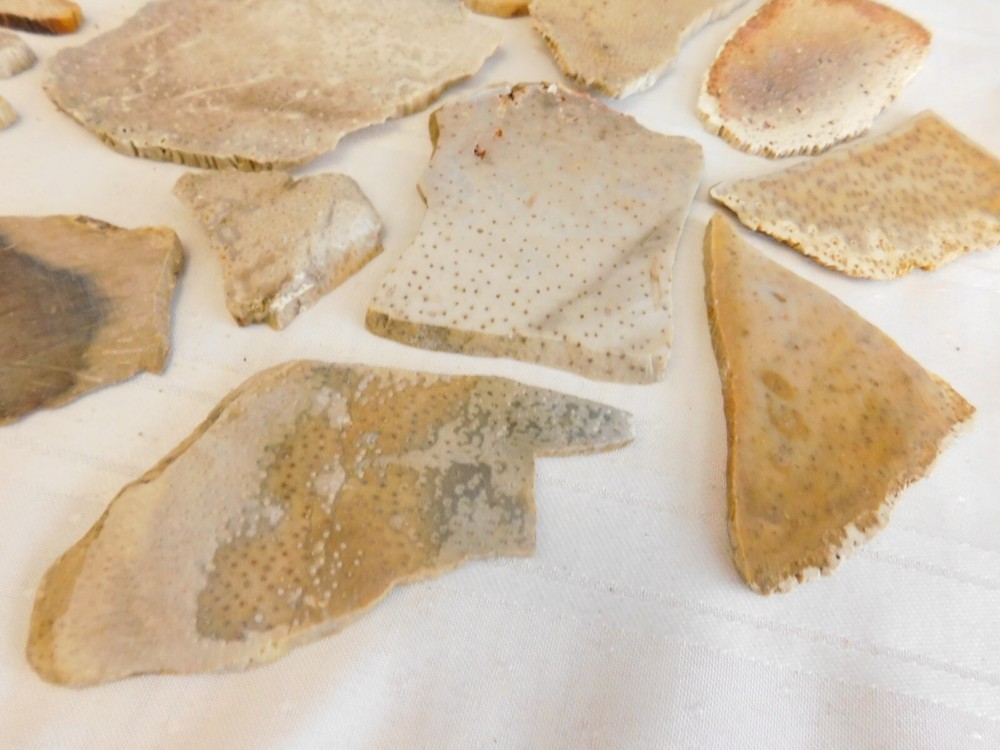 Fossilized palm wood slabs 1lb bag