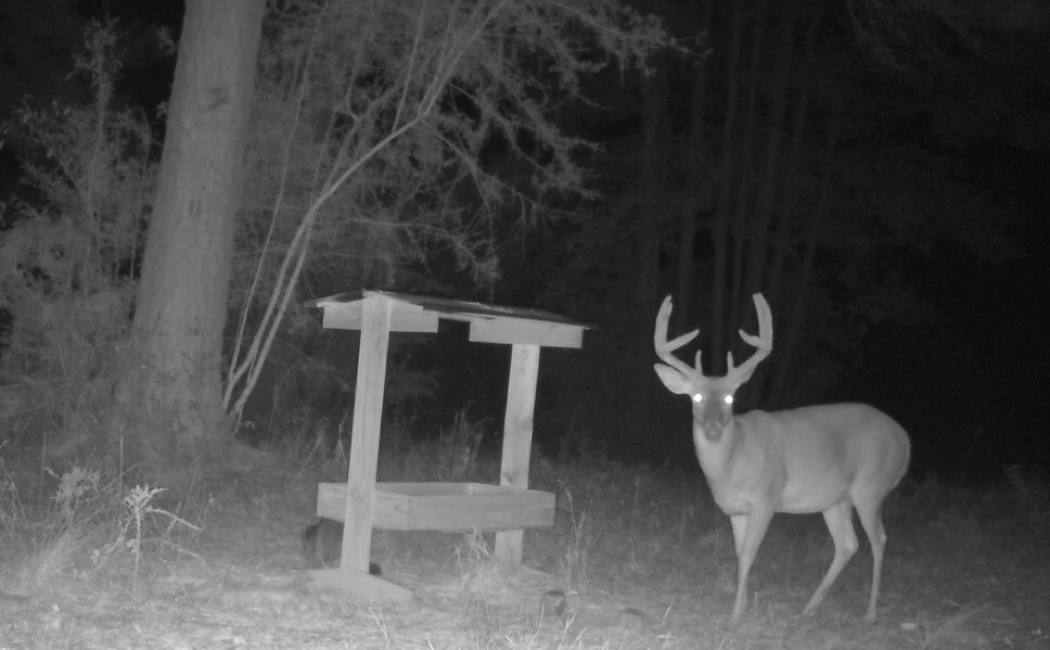 deer mineral attractant