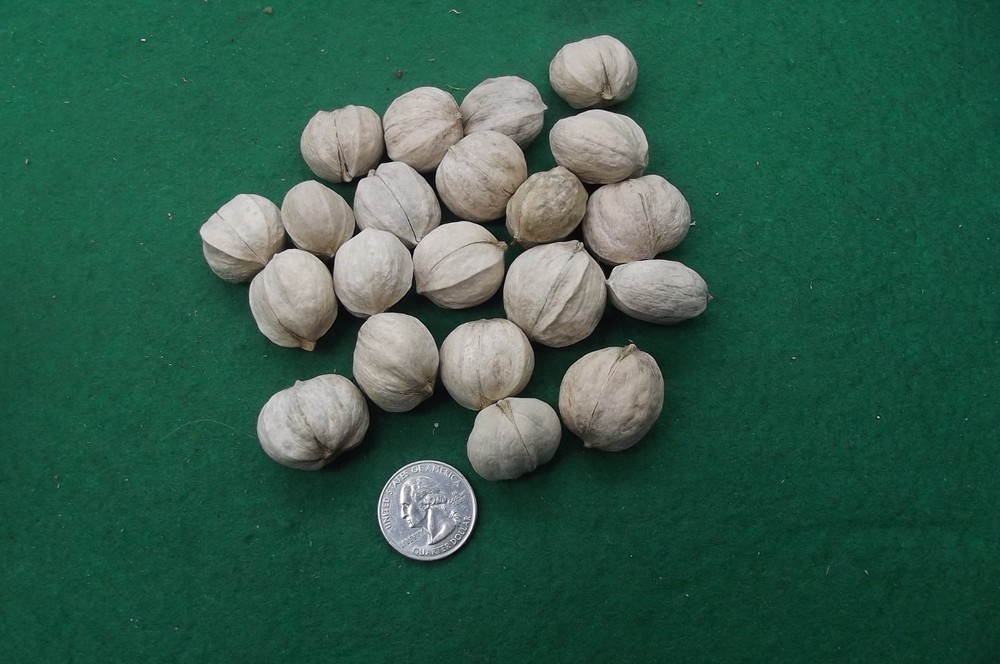 Hickory Nuts, 20 Seed/Cracking Unshelled & 1 oz Shelled, Sampler Pack. 2025 Crop