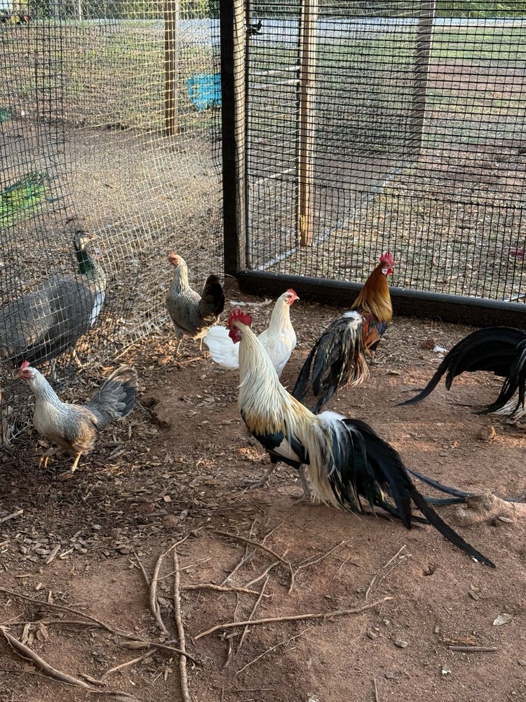 6 Rare Onagadori Longtail Hatching Eggs