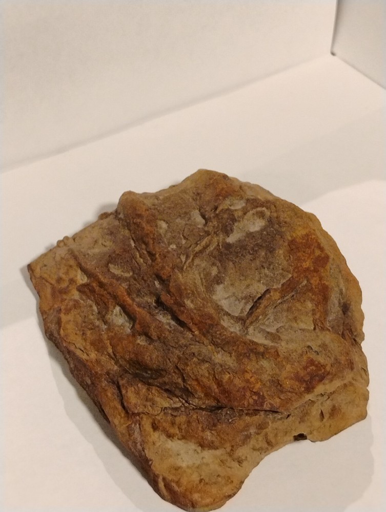 Prehistoric Fossil Specimen 100% Authentic