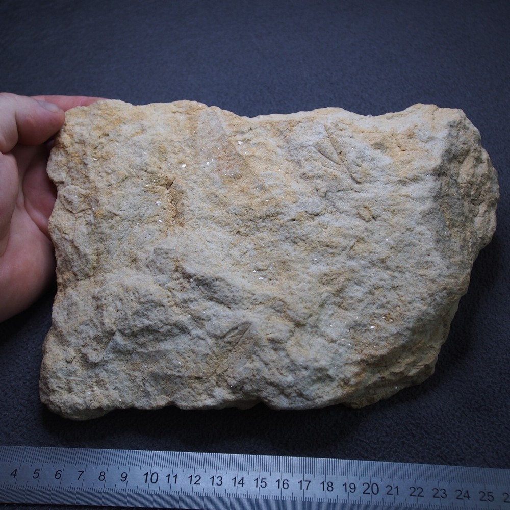 LARGE Czech Fossils Subtropical Tree Plant Tertiary Eocene