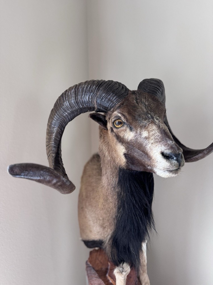 Ram Mount & leg Taxidermy