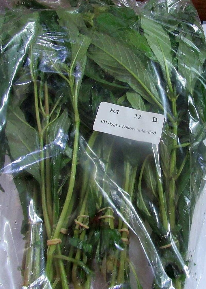 36 plus stems willow hygro plants