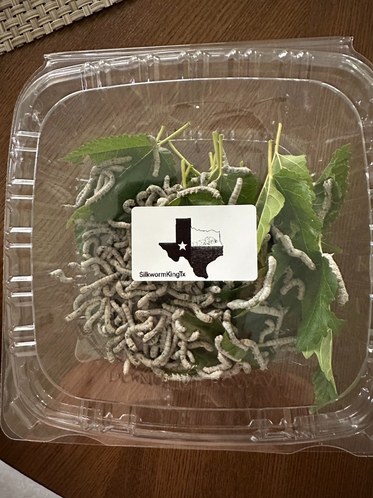 Live  Silkworm (Medium Size)