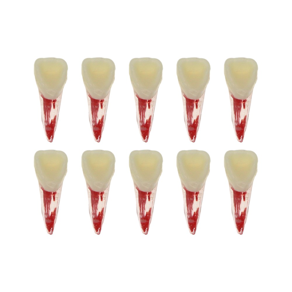 10 Size Dental Root Canal Practice Model Teeth for Pulp Study RCT Endo File 8007