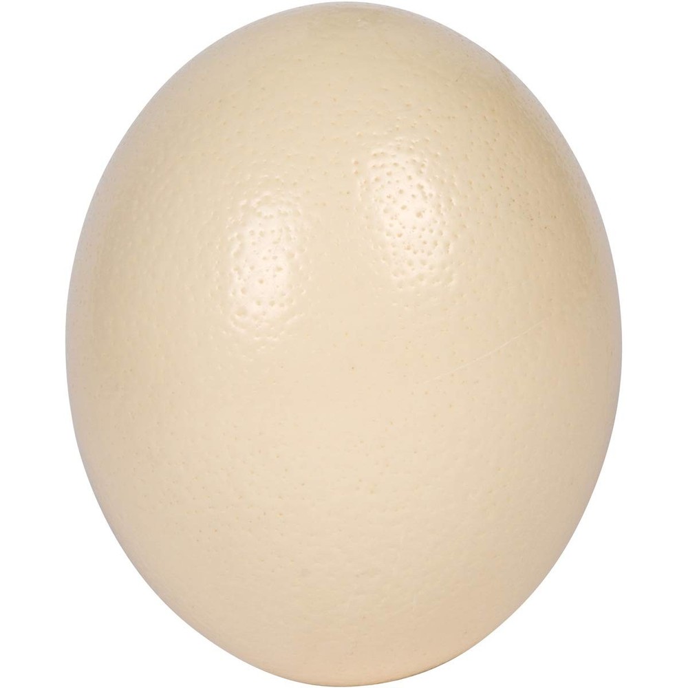 Premium Ostrich Eggshell Grade A, Large Size