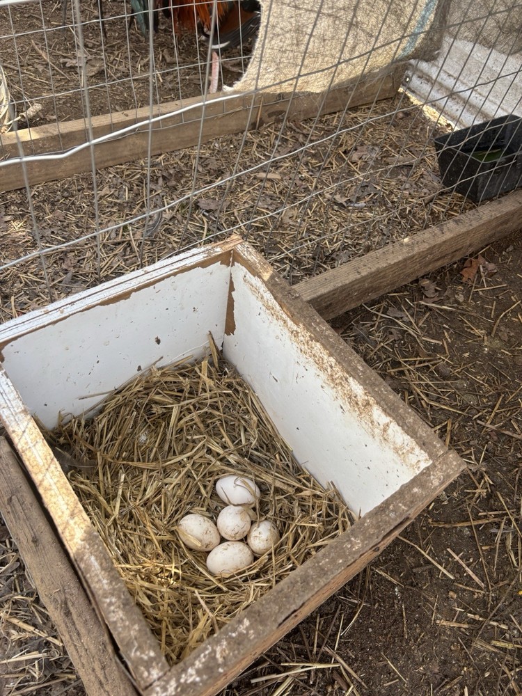 12 clement hatching eggs