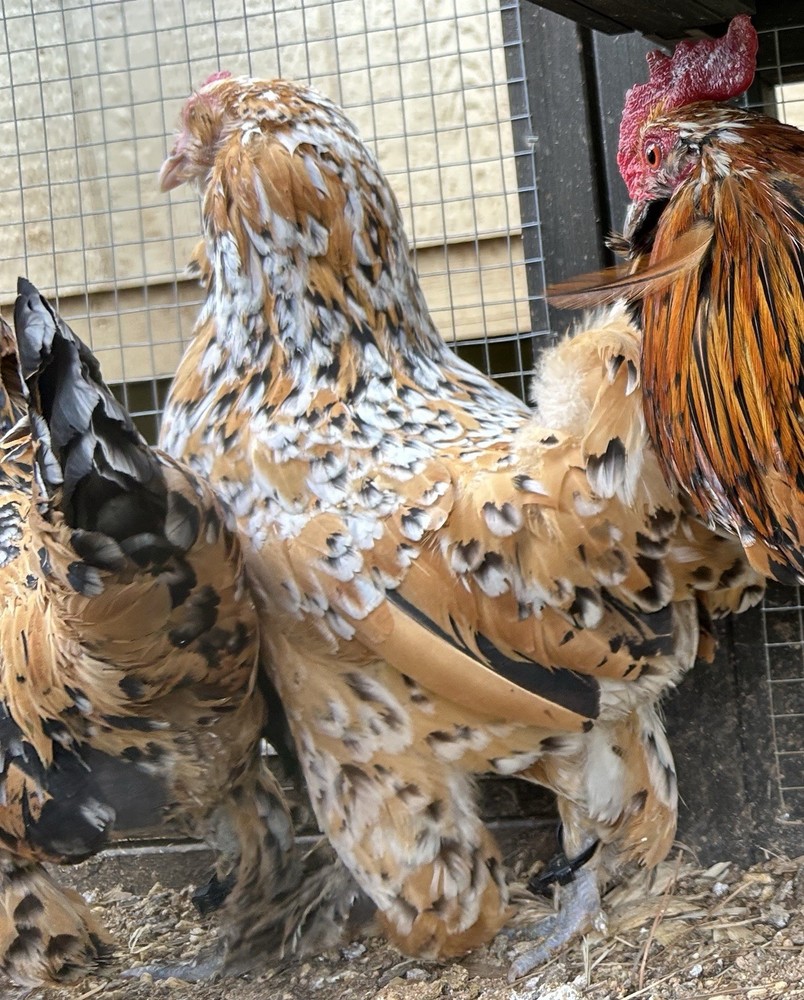 Belgian Bearded Mille Fleur D’Uccle Hatching Eggs 6 Plus 1