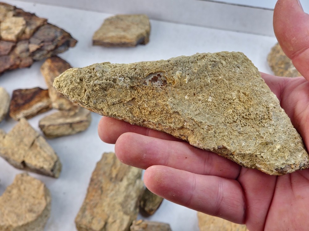 Lance Formation Dinosaur Bone Projects (Triceratops Frill?) - WY