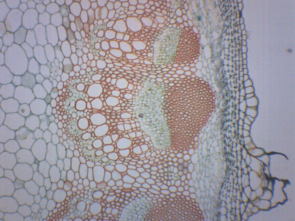 Dicot Stem, CS - Prepared Microscope Slide - 75x25mm - Eisco Labs