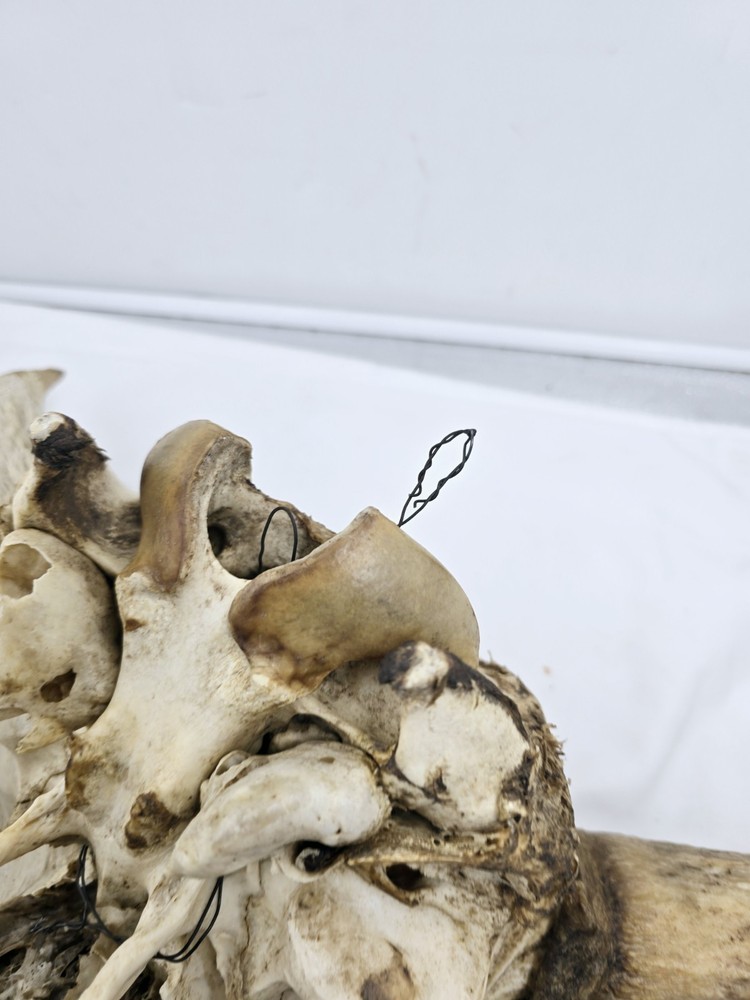 Steer Skull 19x18"