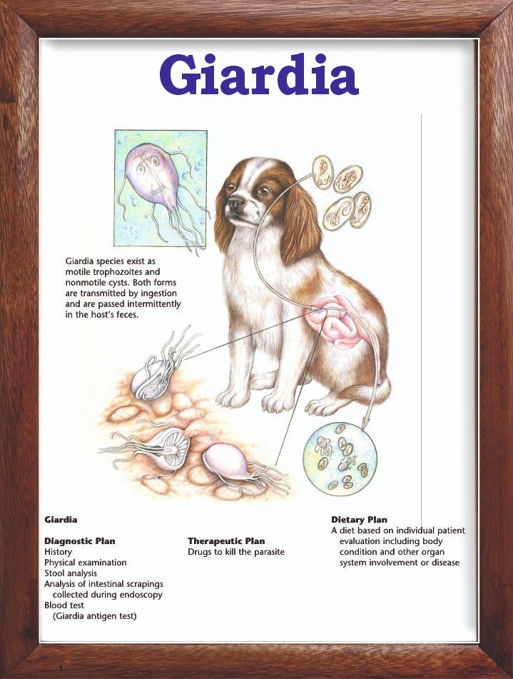 Giardia Chart 12x18 inches