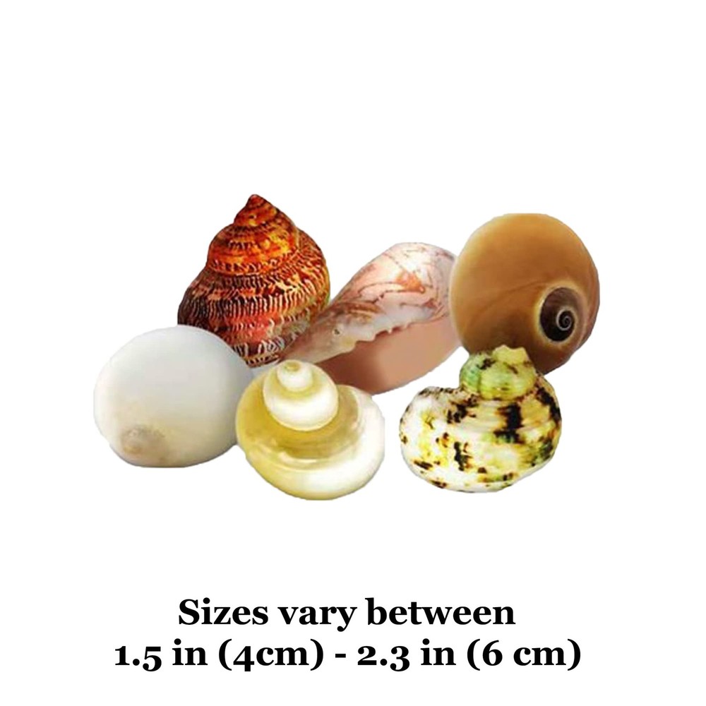 Hermit Crab Shells Medium and Large Growth Turbo Seashells 1â€ - 2â€ Shell