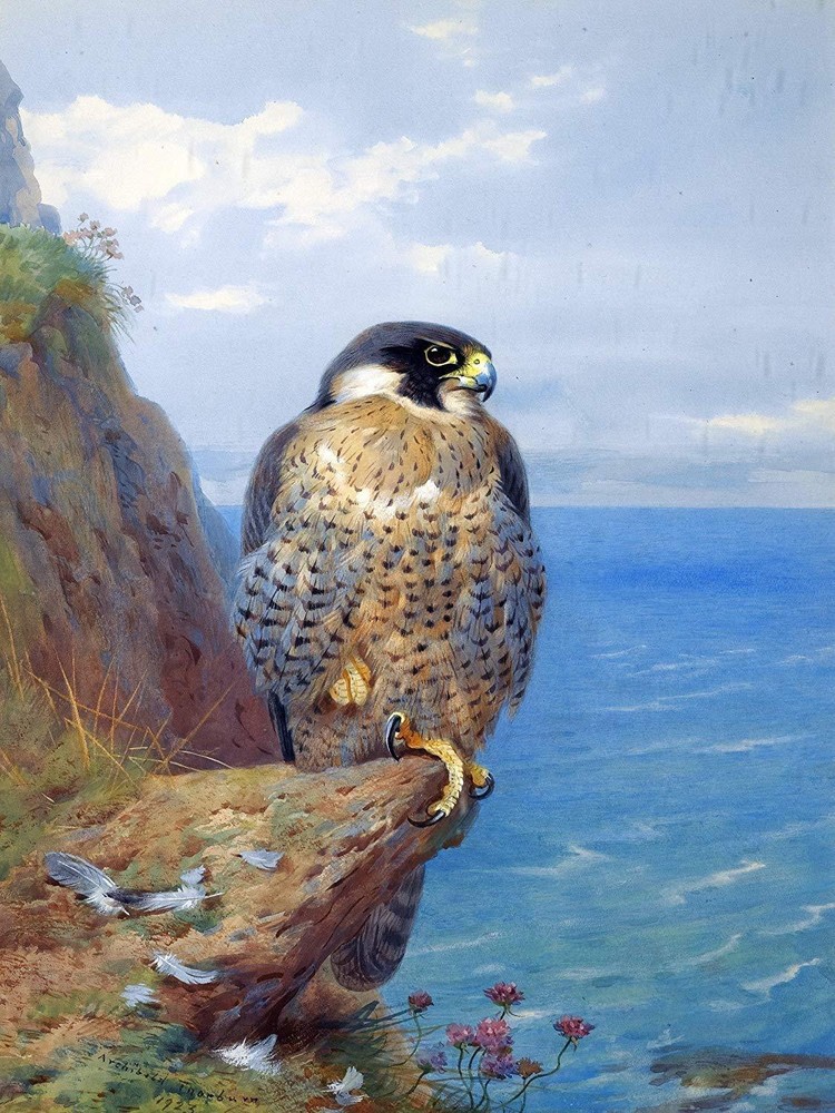 Peregrine at Auchencairn A. Thorburn Tile Mural Kitchen Wall Backsplash Ceramic