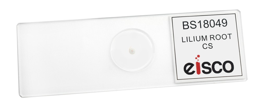 Lilium Root - Prepared Microscope Slide - 75x25mm - Eisco Labs