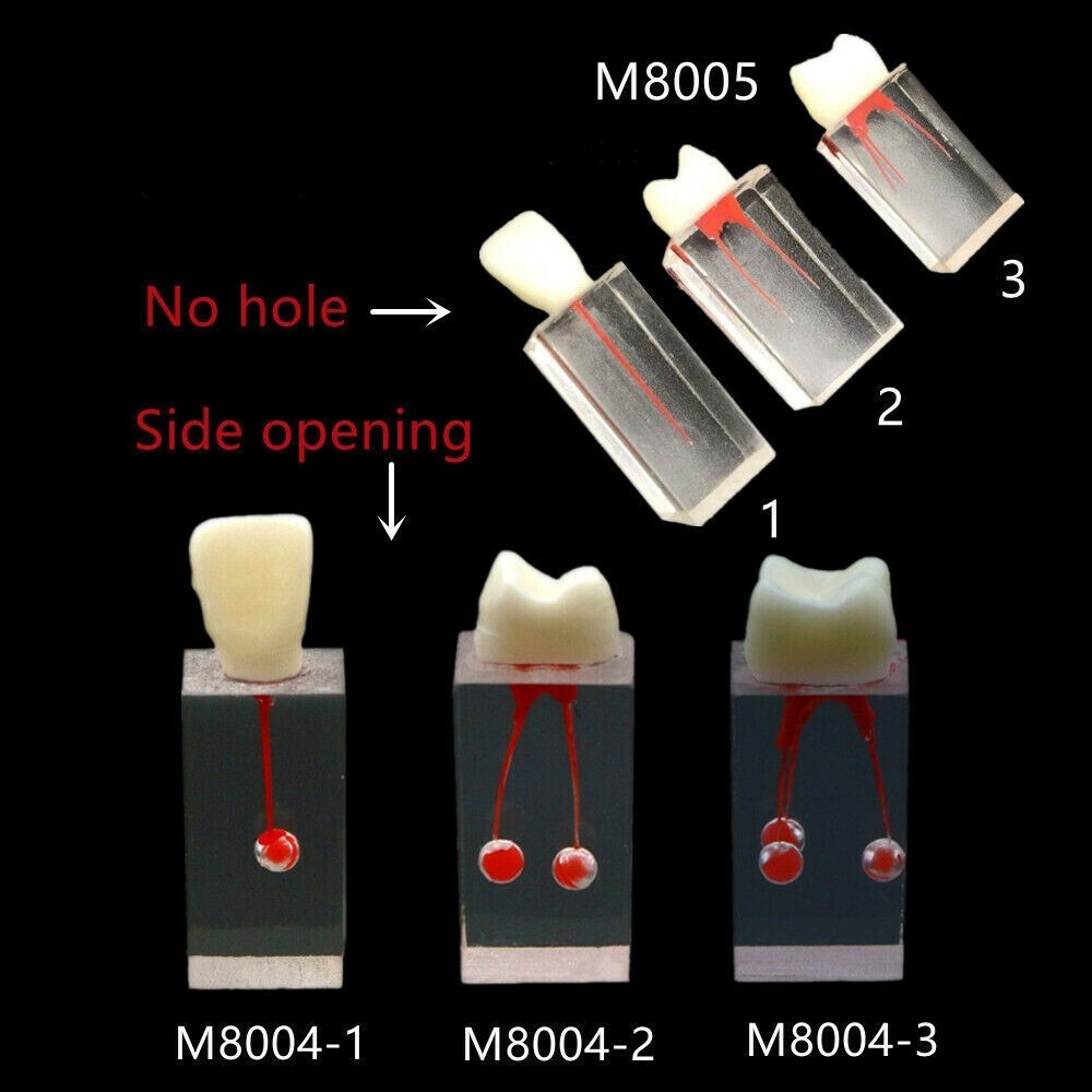 Dental Resin Training Study Endo Root Canal Teeth Model Practice Block RCT Pulp