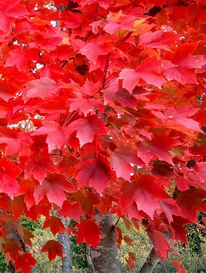 1 Red Maple Tree 12-24" Acer rubrum Bare Root
