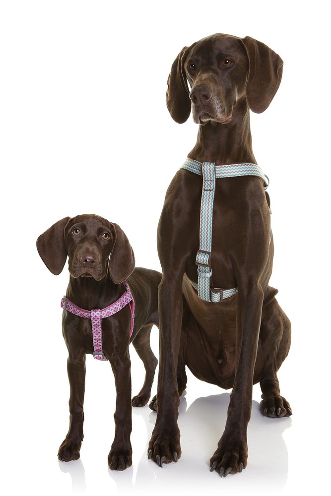 DOOG Step In Harness Toto Medium