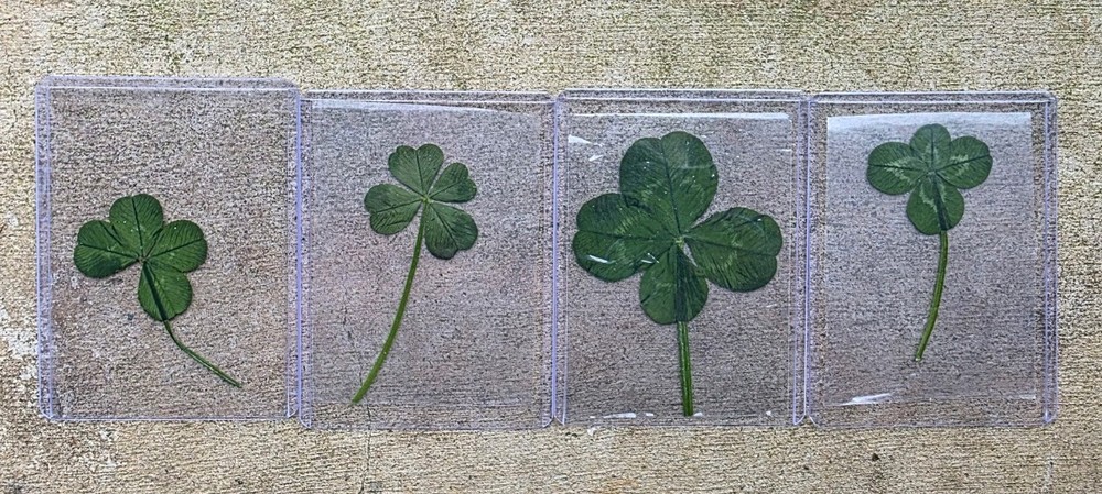Rare Real 4 Leaf Clover 🍀 Hand Picked