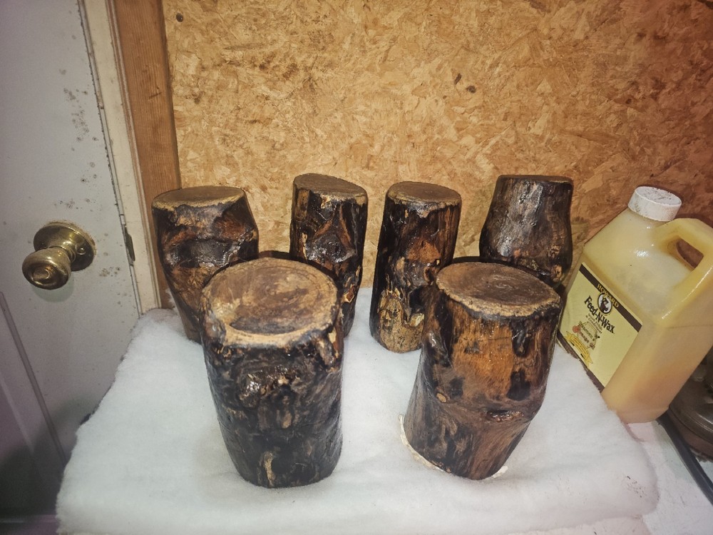 White Ash Trunk Eye Scars