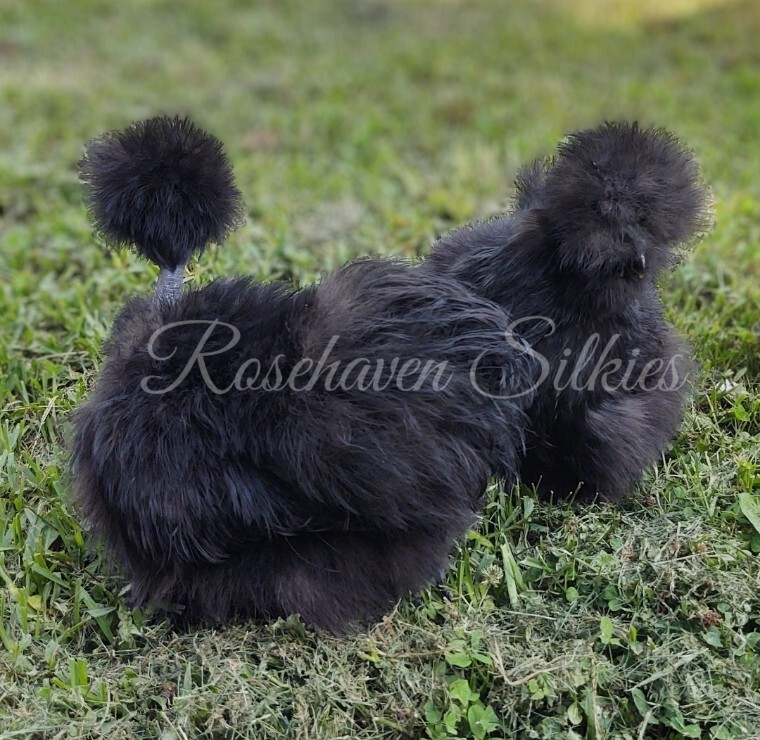 6 quality Silkie Hatching Eggs