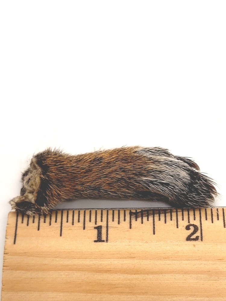Authentic Squirrel Foot - Excellent Condition - Ethically Sourced