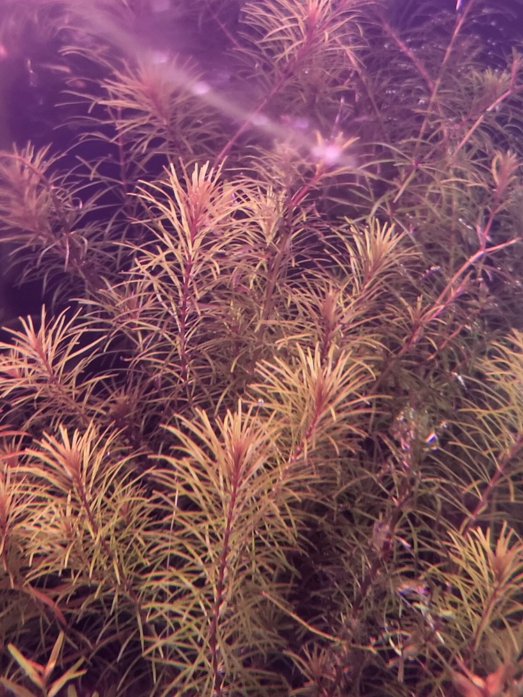 Aquatic Plant Pack 10 Varaties
