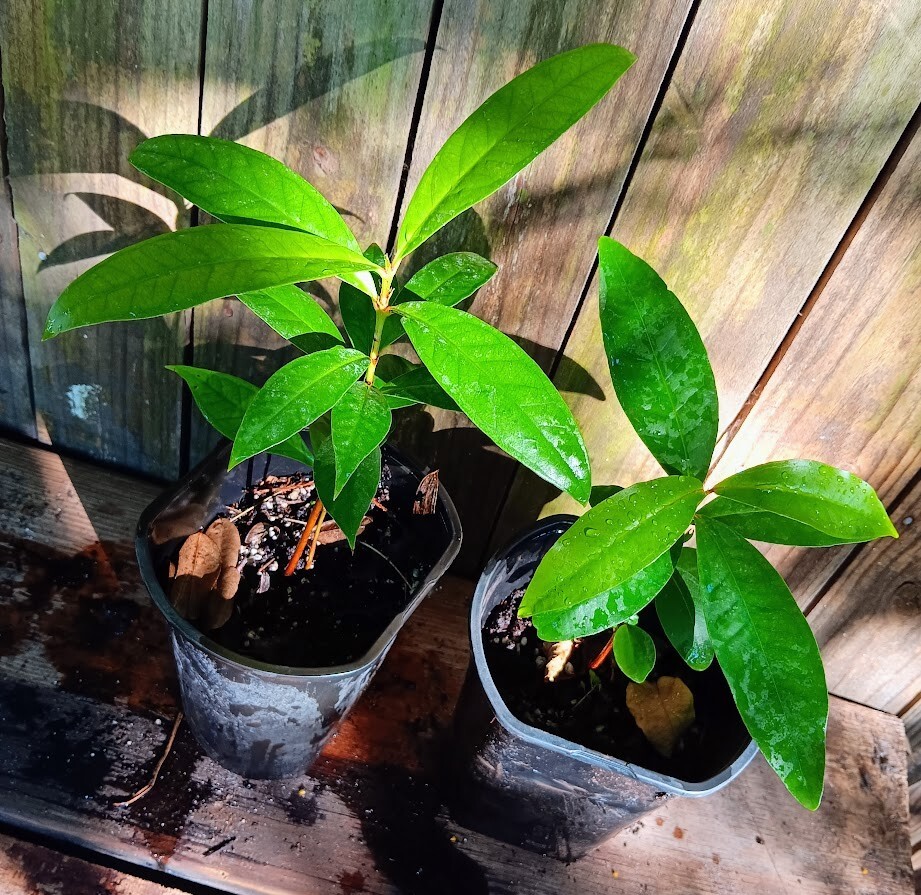 Kong White Wax Jambu - Syzygium samarangense - Java Apple - Wax Apple