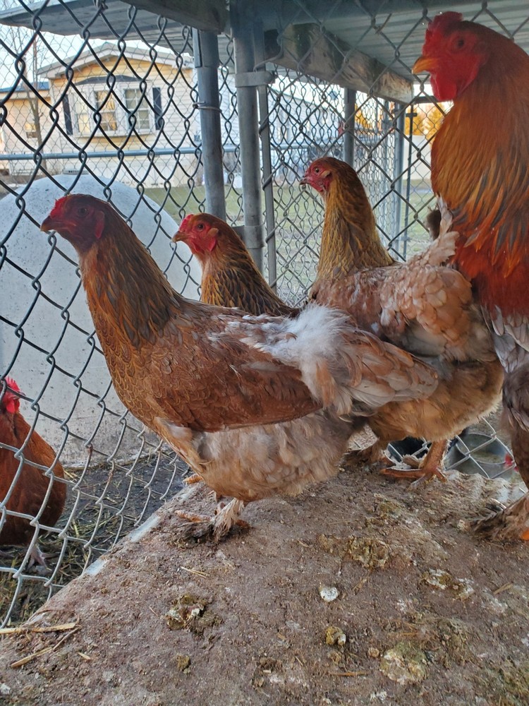 Blue Partridge Brahma Hatching Eggs 8+
