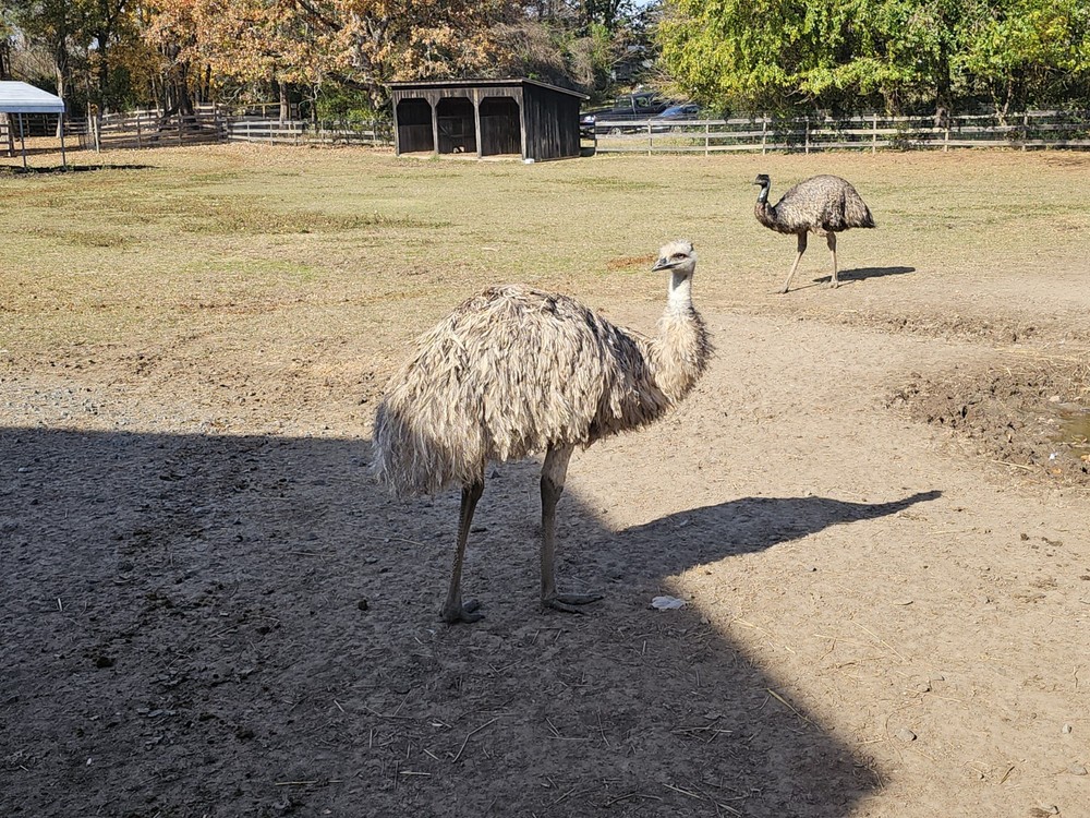 2 Emu Hatching Eggs White Blonde Normals