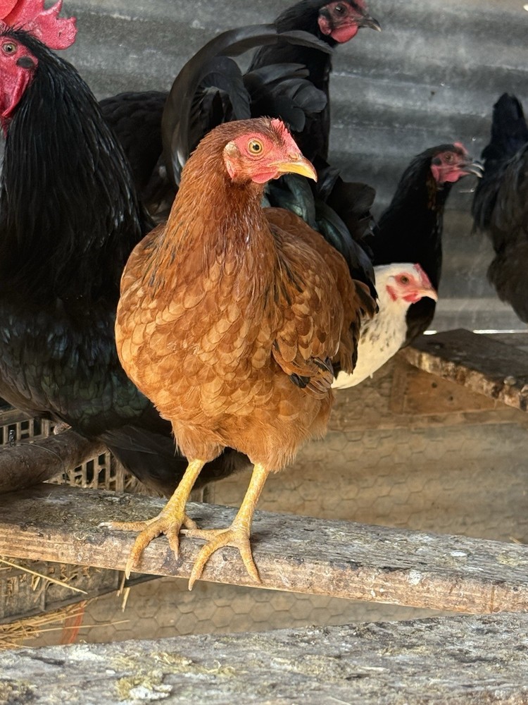 Barnyard Chicken Hatching Eggs 12 Pack