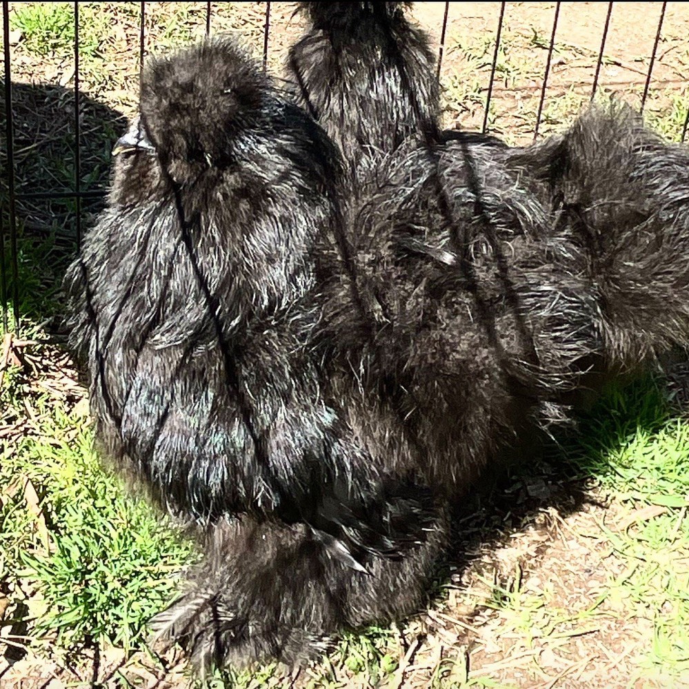 6 quality Silkie Hatching Eggs