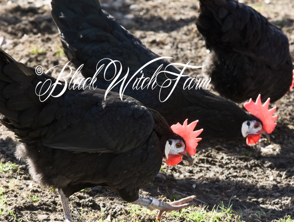 6+ White-Faced Hatching Eggs NPIP-Certified Critically Endangered