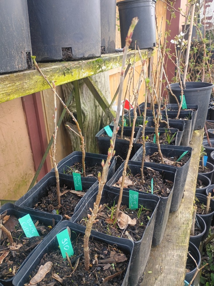 Black Currant Plant - Tiben