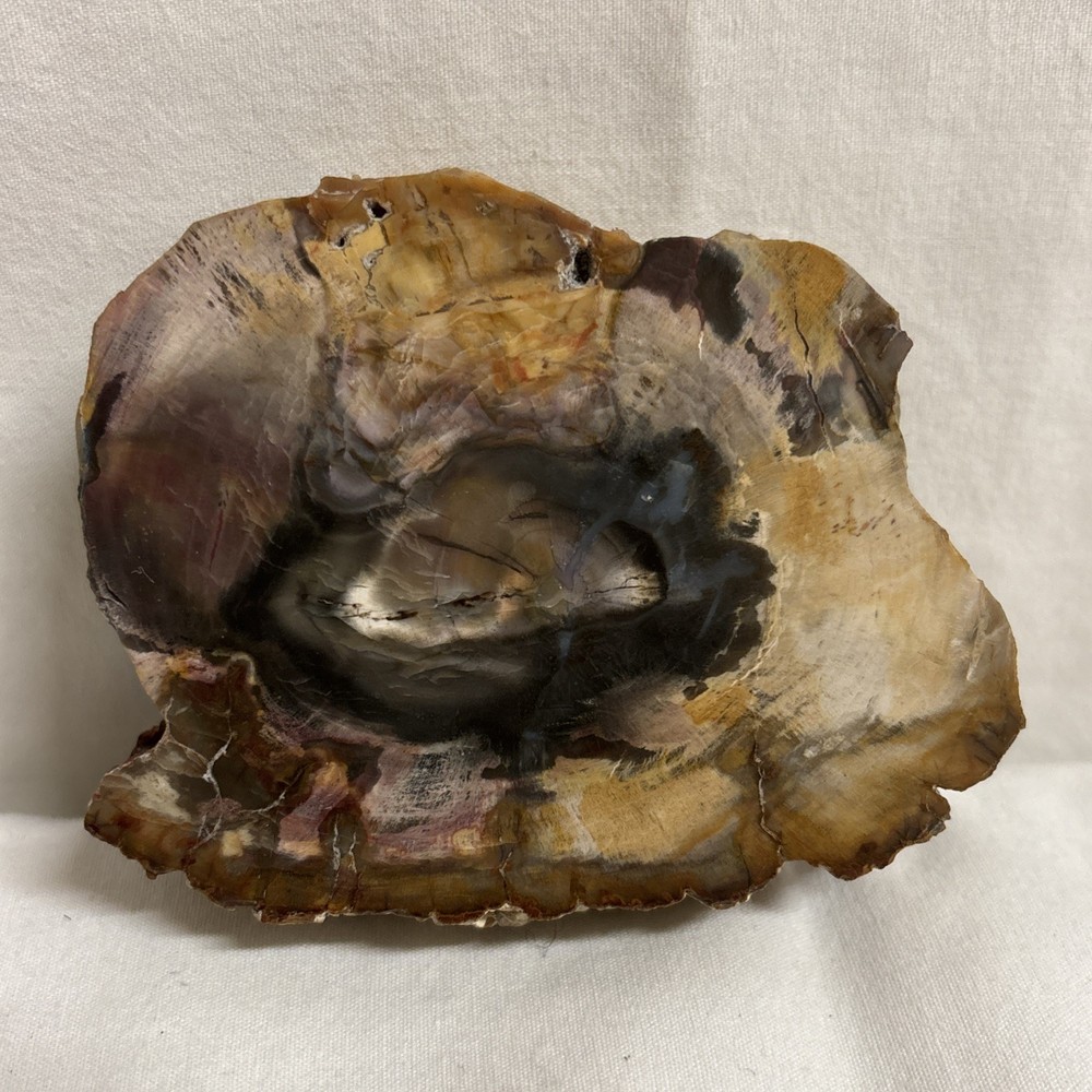 Petrified Wood (3.5” x 2.5”)