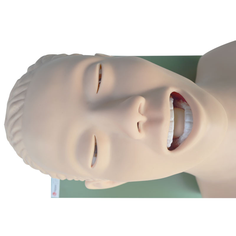 Teaching Model Airway Management Trainer Intubation Manikin Study for Training