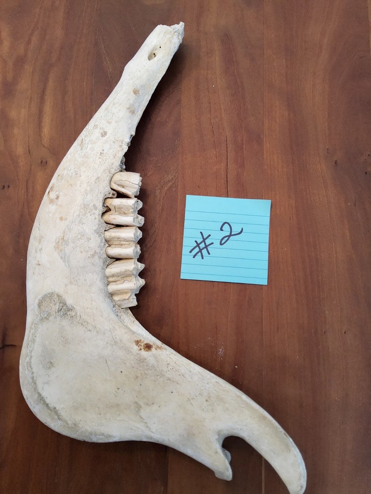 Moose Jaw bone 50 Years Old