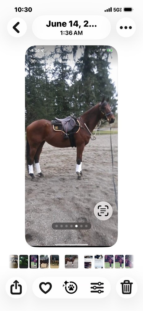 mattes platinum jumping saddle pad