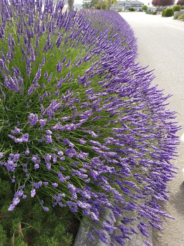 Lavender Live Plant Grosso 4" Size Pots