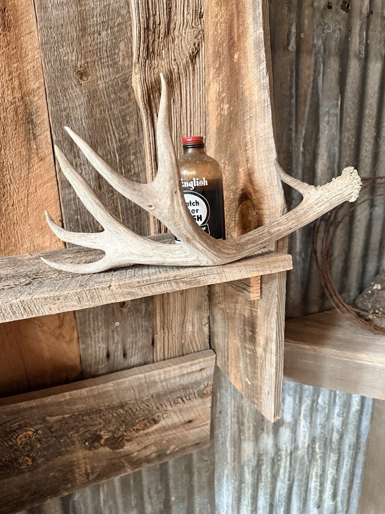 Mule Deer Shed ~ Deer Antler ~ Decor