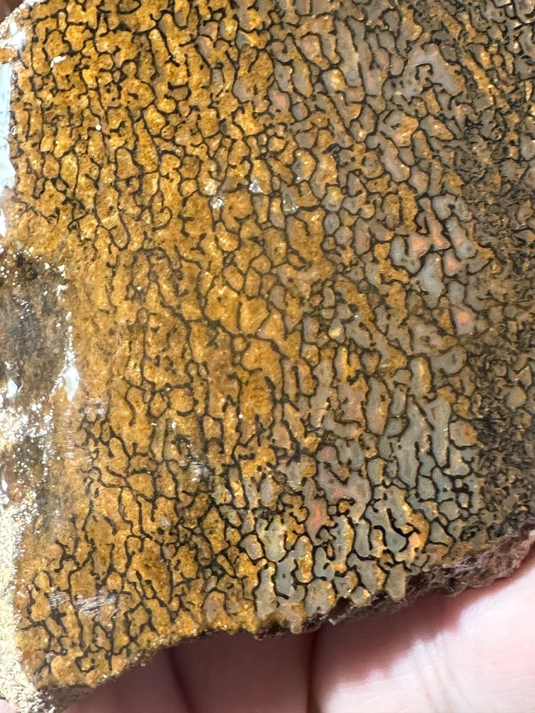 Dinosaur bone rough **hxtled slab.
