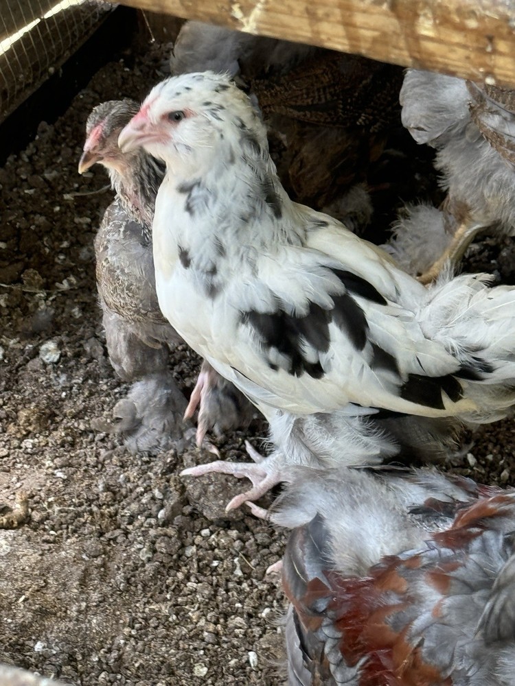 6+ Ermine ameraucana hatching Eggs