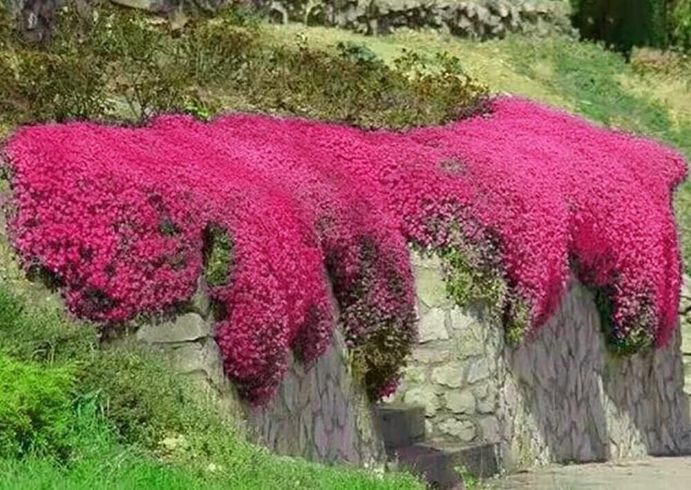 500+ Red Creeping Thyme Seeds --------------------- Groundcover --- Non-GMO
