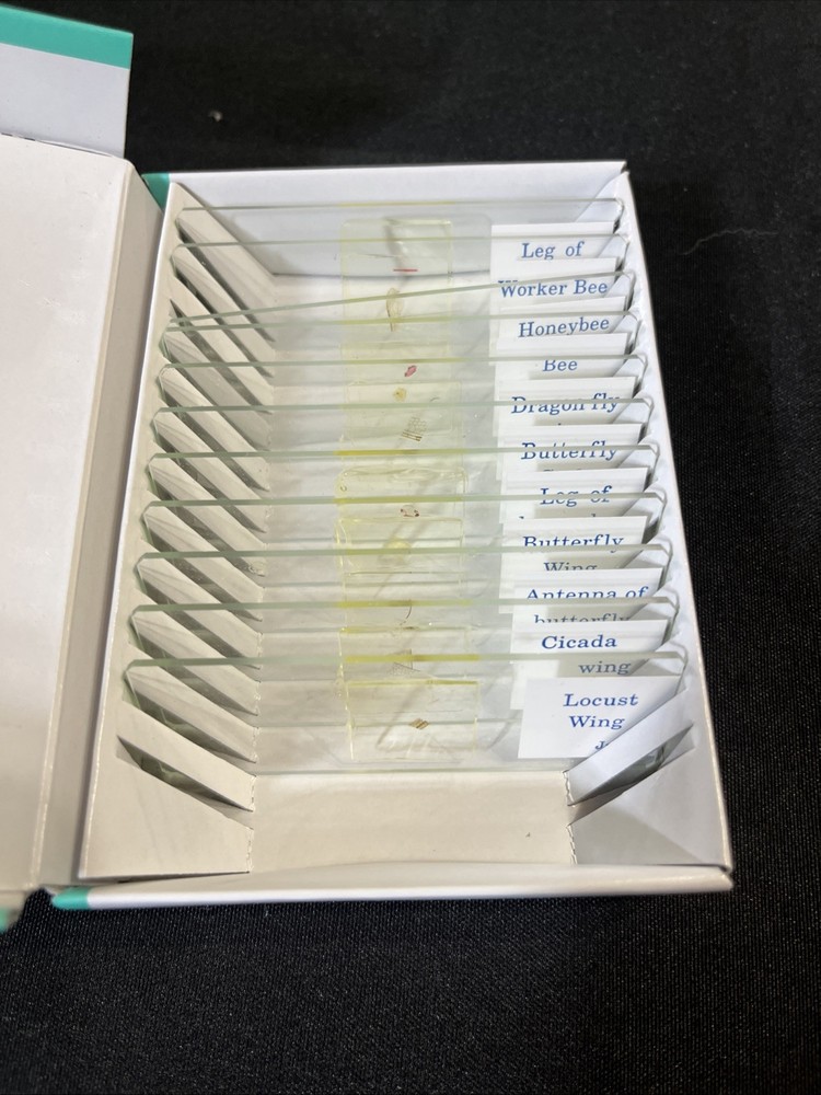 1960's, Prepared Microscope 11 Insect Slides