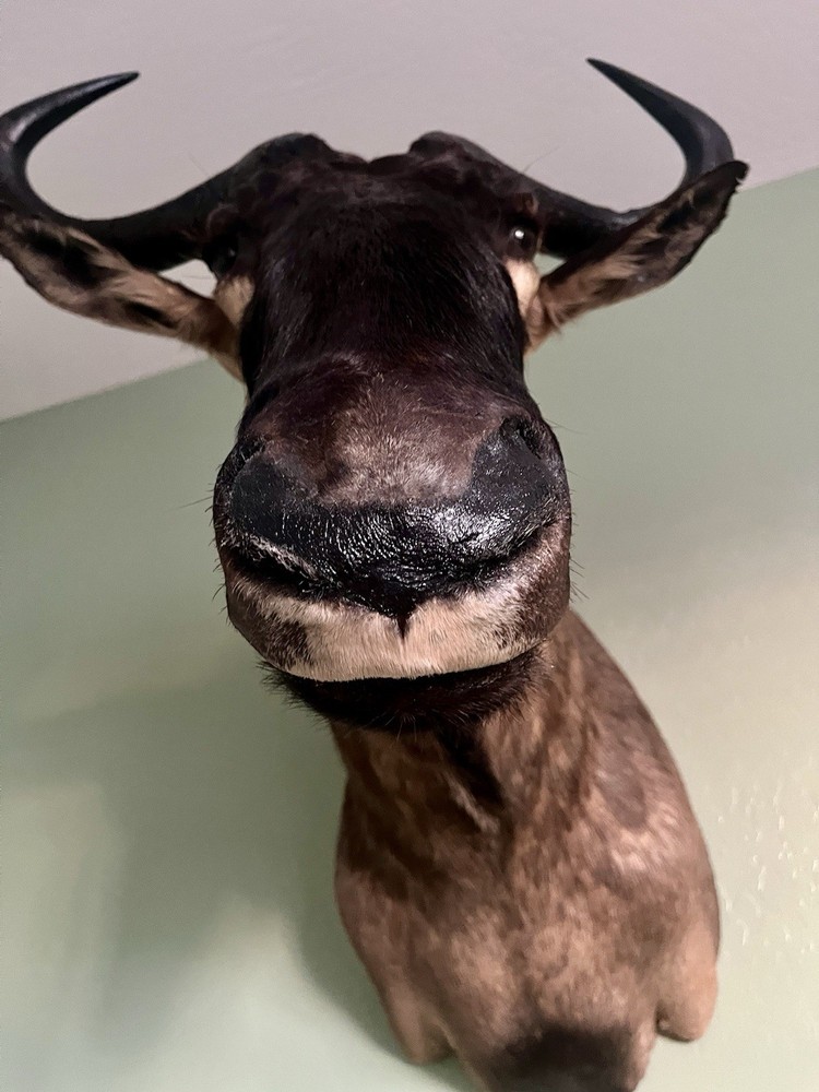 Blue Wildebeest Taxidermy Shoulder Mount