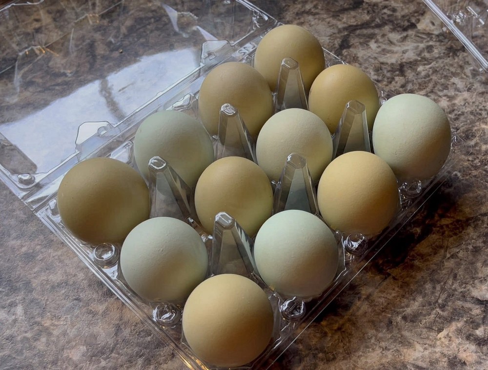 18+ Multi-Generational Olive Egger Hatching Eggs F1-F3