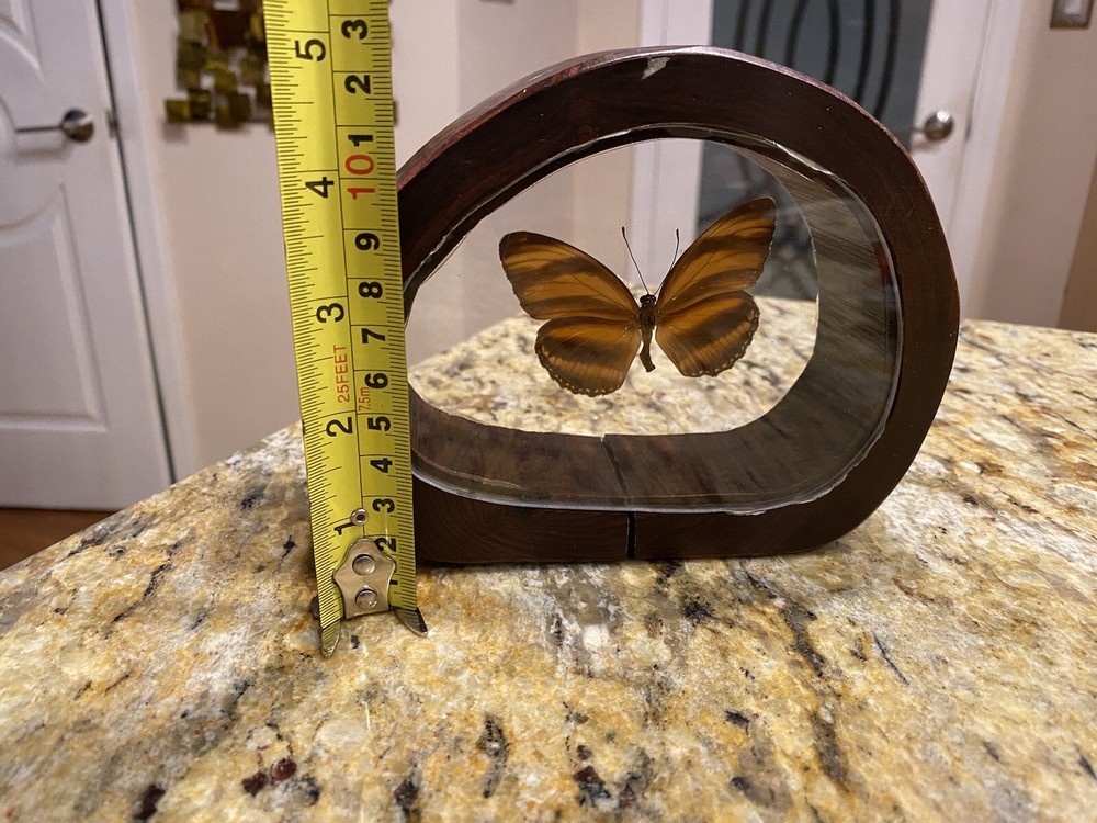 Interesting Butterfly Stand Up Framed Shadow Box Display South America Bosque