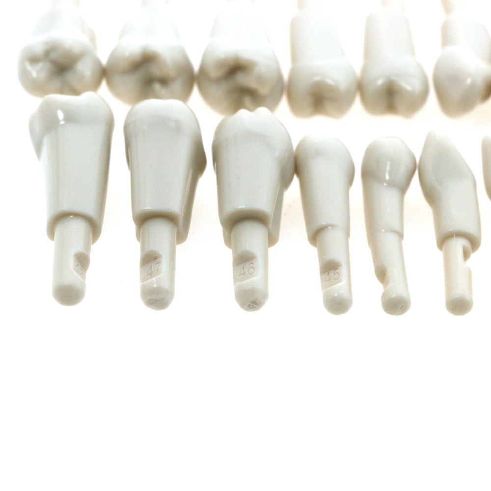 Dental 32 Pcs Tooth Model fit for KaVo Basic Model Teeth Retention Mechanism